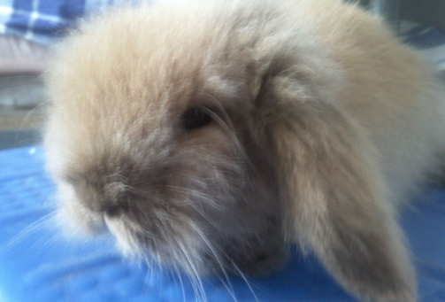 兔子耳朵耷拉怎么回事?治疗方法在这里 兔子耳朵耷拉怎么回事?治疗方法在这里