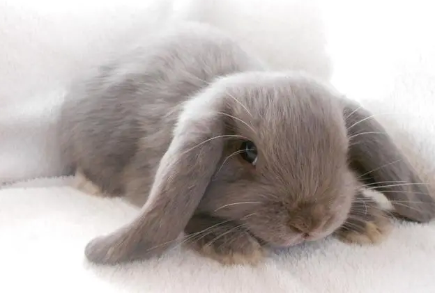 迷你垂耳兔会持续长大吗?最大是多少 迷你垂耳兔会持续长大吗?最大是多少