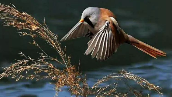 文须雀吃什么？饲养前一定要知道