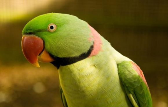 亚历山大鹦鹉能长多大，来看你就知道了