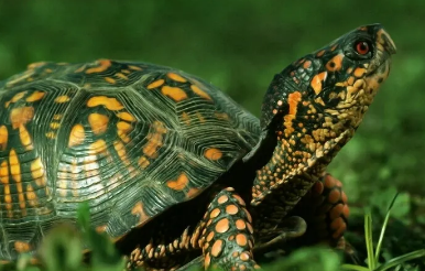 乌龟为什么要冬眠？我来告诉你答案！