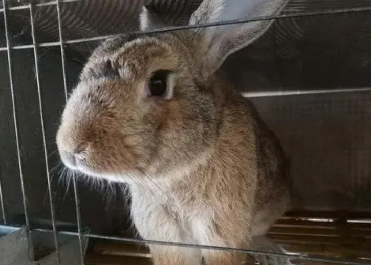 太行山兔饲养方法介绍看这里！