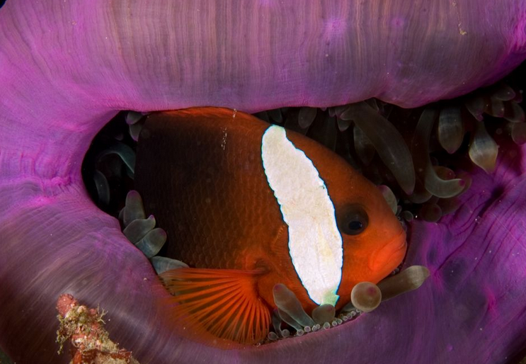 黑锯尾吊售价超乎你的想象!!! 黑锯尾吊售价超乎你的想象!!!