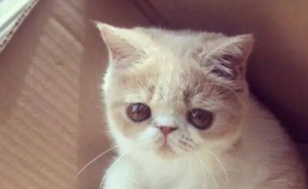 猫鼻支干扰素打几天后会有什么症状? 猫鼻支干扰素打几天后会有什么症状?