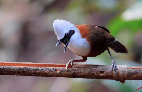 萌宠小知识：白冠噪鹛是哪里的鸟？