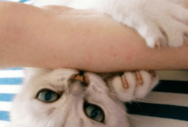 猫喜欢扑人原因，一般是这两种！