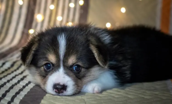 幼犬可以吃南瓜吗？会有什么影响呢？