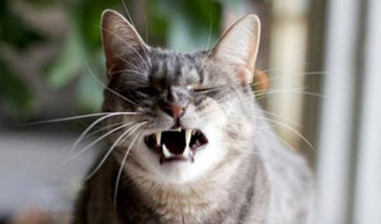 猫咪大喘气是怎么回事？这4种原因要注意分析