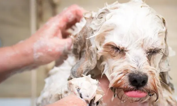 为什么你家的狗总是讨厌洗澡？可能你做错了这几件事！