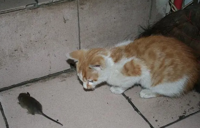 宠物猫能吓走老鼠吗？铲屎官来了解一下吧