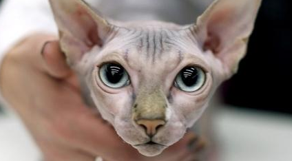 斯芬克斯猫怎样看纯不纯？方法在这里！