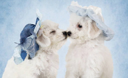 狗狗可以吃松茸吗？来看这！