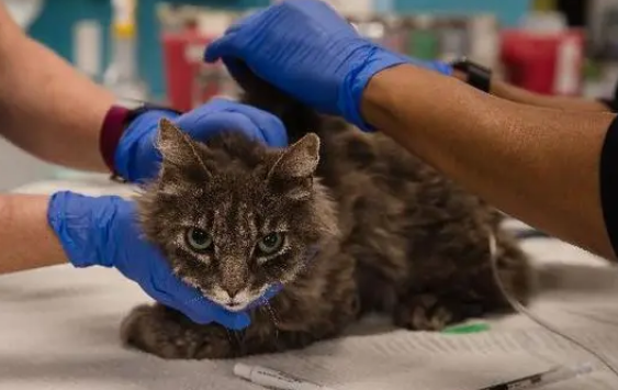 猫冠状病毒怎么治疗？铲屎官来了解下吧