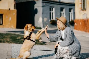 惊！宠物狗竟然如此听话！我家狗狗：演的