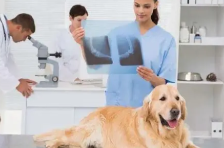 宠物行业现状及机遇 为什么连锁宠物店只能赚加盟费