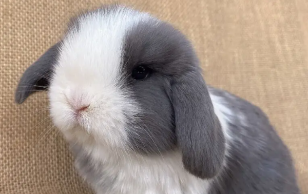 英国迷你垂耳兔寿命多长，来这了解一下吧！