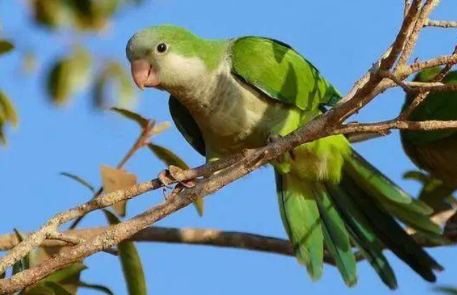 每日一问，和尚鹦鹉多大可以给它洗澡