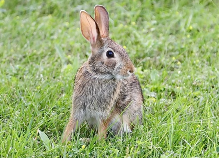 沙漠棉尾兔的寿命，想知道就来了解一下吧