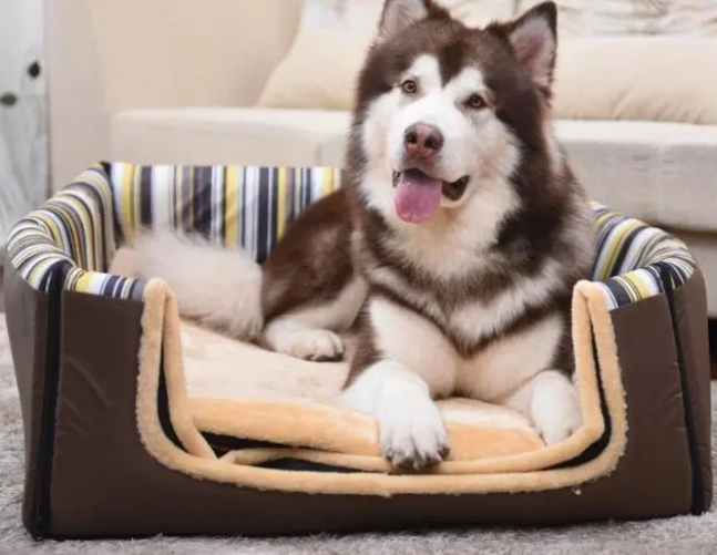 如何给狗狗挑选一个适合它的狗窝?教你几个小技巧 如何给狗狗挑选一个适合它的狗窝?教你几个小技巧