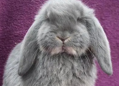 英国垂耳兔好养吗？感兴趣的可以看看！