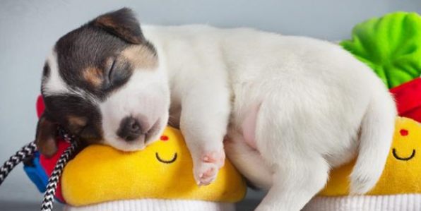 小狗感冒吃什么感冒药效果快