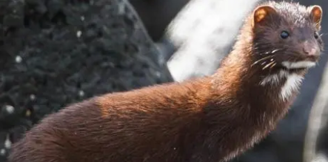 水貂可以当宠物吗？不知道的看这里！