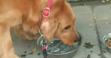 宠物托运公司宠物托运多少钱