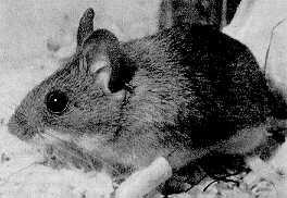 给长尾仓鼠喂什么比较好?养宠小白速度码住 给长尾仓鼠喂什么比较好?养宠小白速度码住