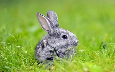 獭兔吃什么草，铲屎官来看看吧