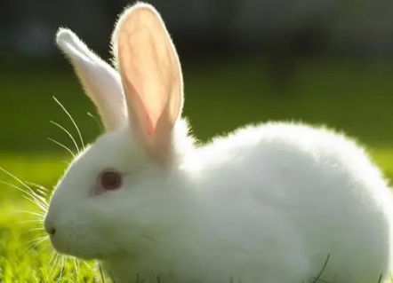 兔子的尾巴有什么作用？来了解下吧