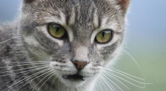 猫的视力能看多远？一起来了解一下吧