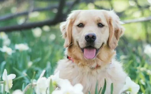 来了解女孩子适合养金毛吗?看完你就明白了! 来了解女孩子适合养金毛吗?看完你就明白了!