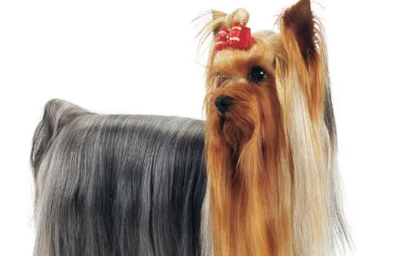 约克夏什么时候换毛？我来告诉你！