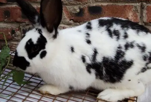 可可爱爱的花巨兔的价格是多少,快来看看吧~ 可可爱爱的花巨兔的价格是多少,快来看看吧~