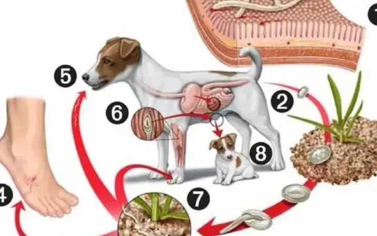 宠物驱虫知多少？