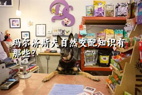 玛尔济斯犬自然交配知识有那些?