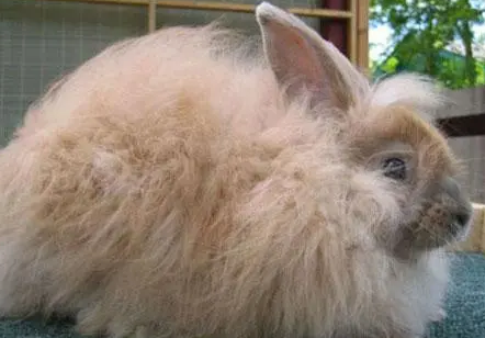 今日科普：德国安哥拉兔价格多少