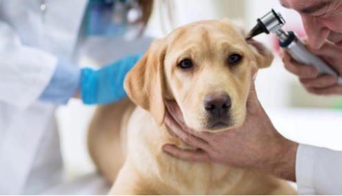 宠物诊所需要具备什么资质