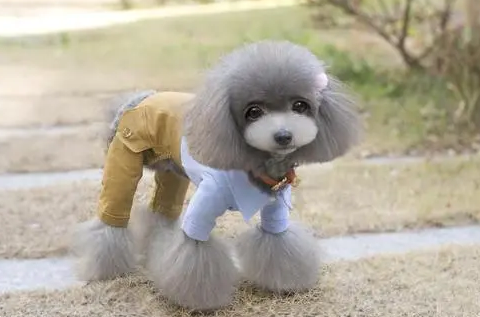 宠物衣服批发市场进货一定要知道的三件事 宠物衣服批发市场进货一定要知道的三件事