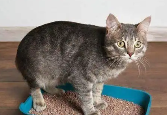 公猫尿道炎3个时期症状变化，看这就够了！