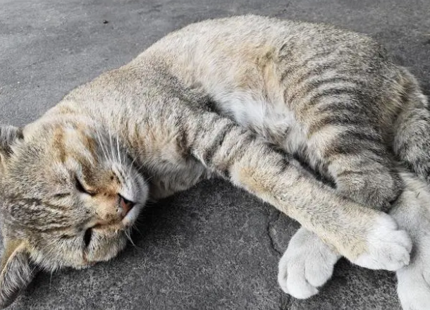 猫咪洗澡并非必须，但家有以下类型猫咪一定要洗澡