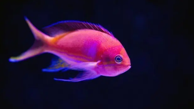 新手如何选购鱼粮？片状和丸状鱼粮哪种更适合？