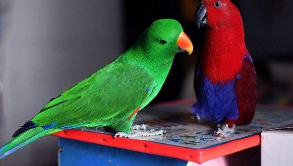 折衷鹦鹉有哪些常见疾病？这些知识要掌握！