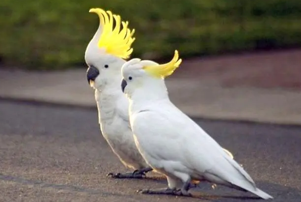 小葵花凤头鹦鹉会不会说话？这里有你想要的答案