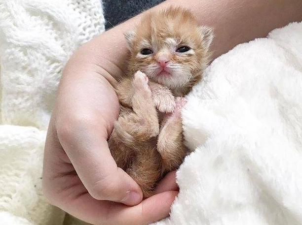 刚出生的猫多久可以睁眼睛？这篇文章告诉你