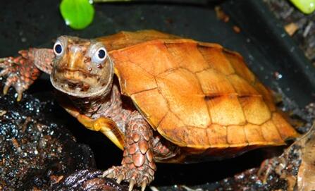 掌握这些方法，养枫叶龟就变很简单！