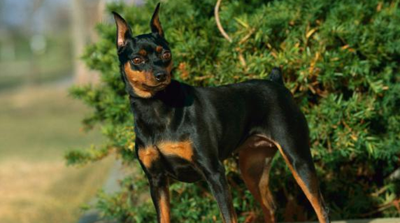 迷你杜宾犬的缺点优点有哪些？一起来看看