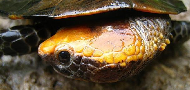 红头扁龟的寿命是多少年？又有哪些习性呢