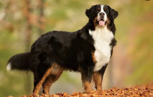 伯恩山犬为什么寿命短，有什么解决办法吗？