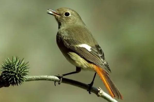 北红尾鸲什么时候繁殖?饲主来了解下 北红尾鸲什么时候繁殖?饲主来了解下